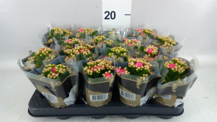 <h4>Kalanchoe blos. 'RosDon Nando'</h4>