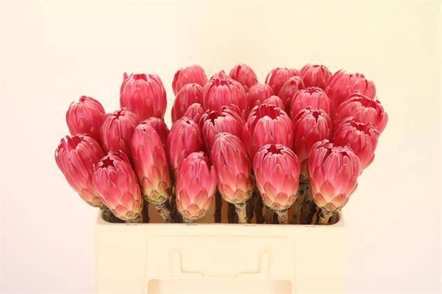 <h4>PROTEA BRENDA</h4>