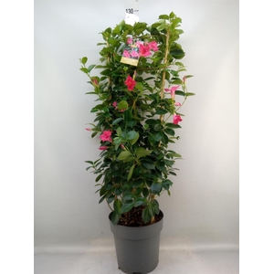 Mandevilla am. 'Sundav Pink'