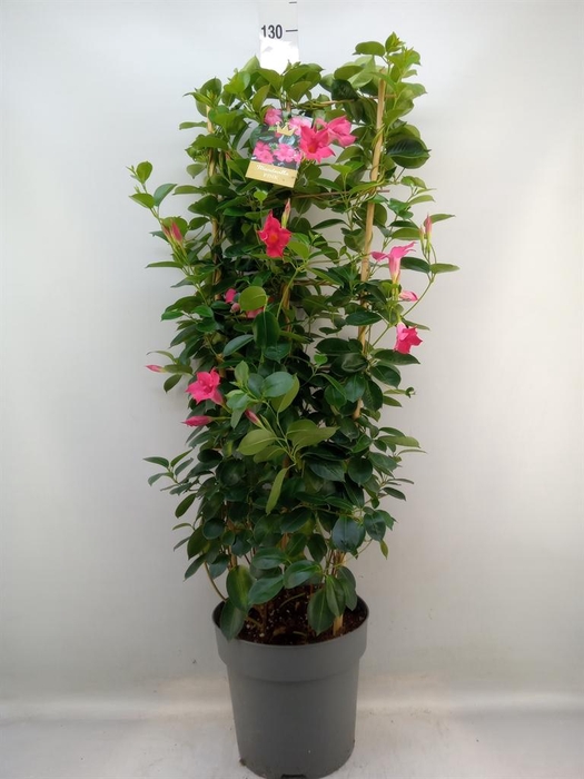 <h4>Mandevilla am. 'Sundav Pink'</h4>