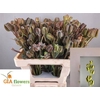 Fritillaria Ov Zaaddoos