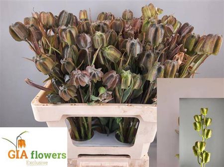 Fritillaria Ov Zaaddoos