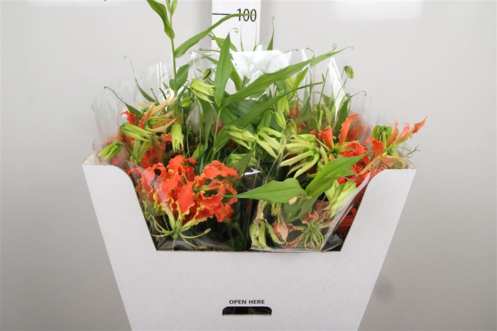 <h4>Gloriosa Leonella Long</h4>