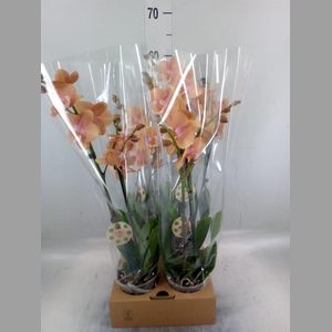 Phalaenopsis   ...