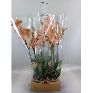 Phalaenopsis   ...