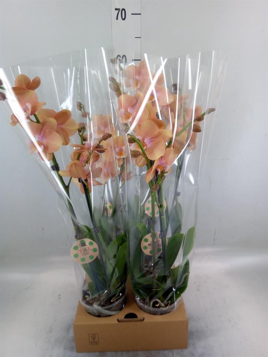 <h4>Phalaenopsis   ...</h4>