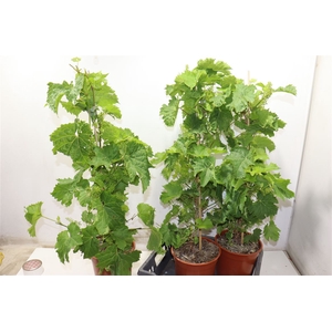Vitis Vinifera