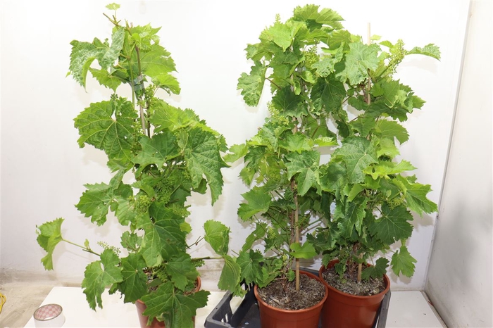 <h4>Vitis Vinifera</h4>