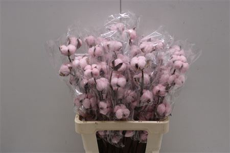 <h4>Katoen Roze</h4>