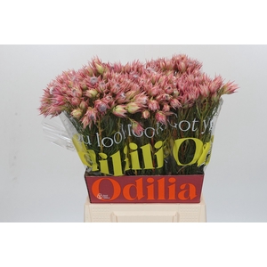 Blushing Bride Pink 2/5 Flowers