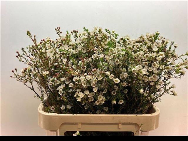 <h4>Chamelaucium Ella</h4>