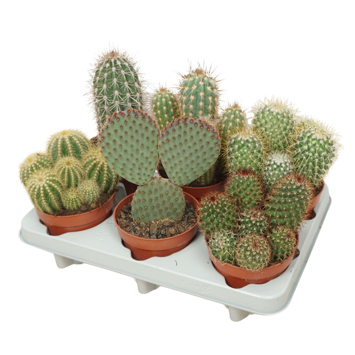 <h4>Cactus   ...mix</h4>