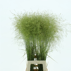 Deschampsia Silver