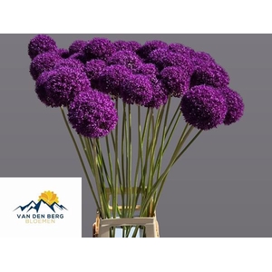 ALLIUM GROOTBLOEMIG