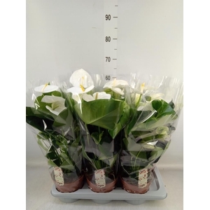 Anthurium andr. 'Alpine'