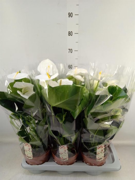 <h4>Anthurium andr. 'Alpine'</h4>