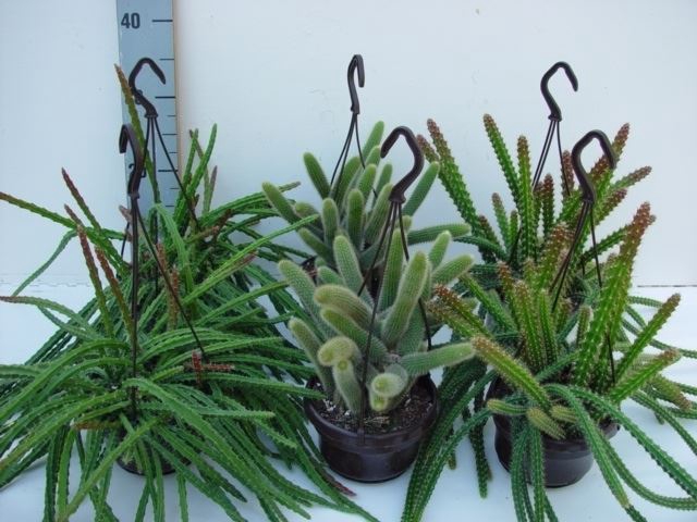 <h4>Cactus hangplant</h4>