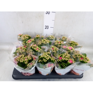 Kalanchoe blos. 'RosDon Nando'