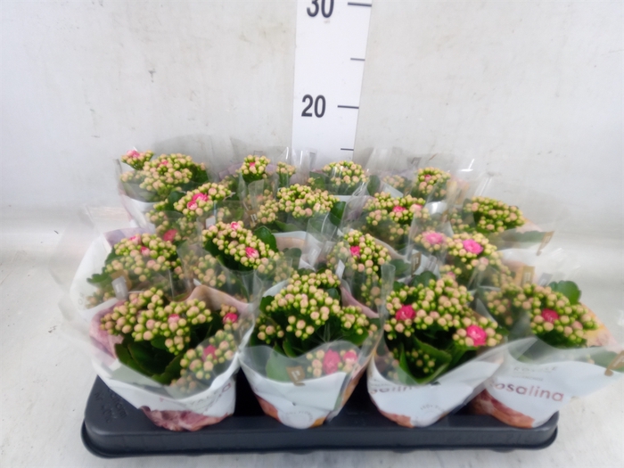 <h4>Kalanchoe blos. 'RosDon Nando'</h4>