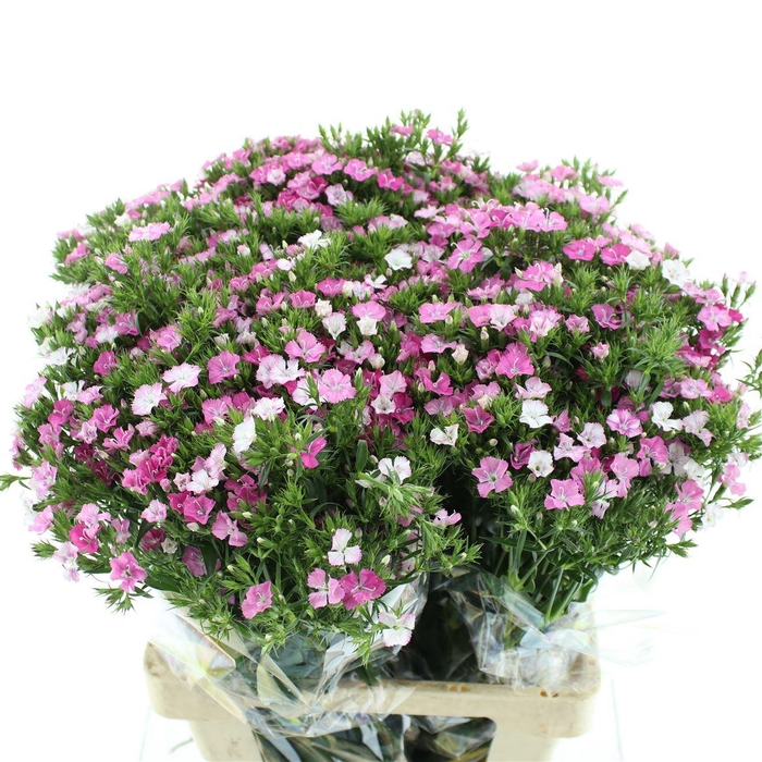 <h4>Di Barb Amazon Pink</h4>