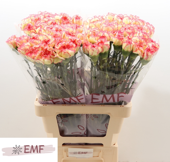 <h4>DI ST LORCA</h4>