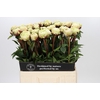 Paeonia Class Act