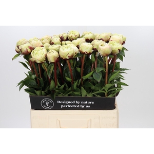 Paeonia Class Act