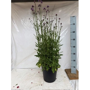 VERBE BONARIENSIS