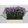 Limonium sinuatum Donau Birds