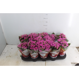 KALANCHOE P11 ROSA