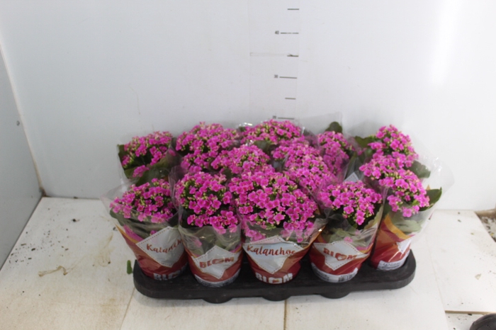 KALANCHOE P11 ROSA