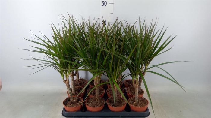 <h4>Dracaena marg.</h4>