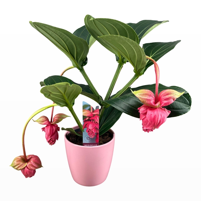 <h4>Medinilla Magnifica Flamenco 2 etage 3/4 knop in roze keramiek</h4>