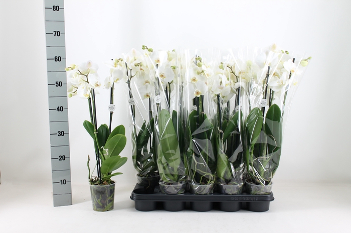 <h4>PHAL OV WIT</h4>