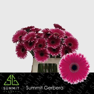 Gerbera Nuance Lang Ongelijk 60cm Water X40 Lang
