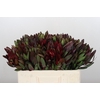 Leucadendron Saf Sunset Dark R.