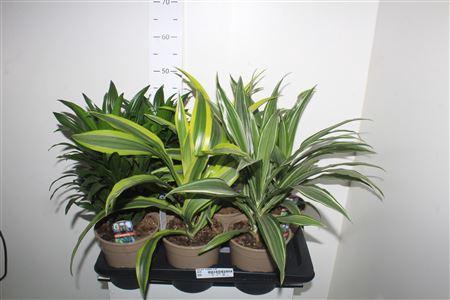 <h4>Dra Gem Kopstek 3 Srt</h4>