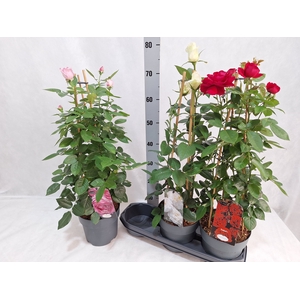 ROSA MIXK