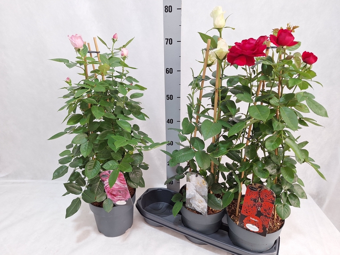 <h4>ROSA MIXK</h4>