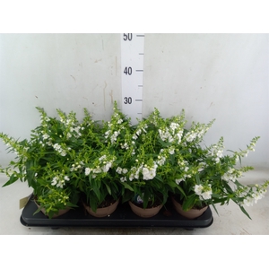 Angelonia  'Serena White'