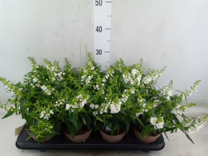 <h4>Angelonia  'Serena White'</h4>