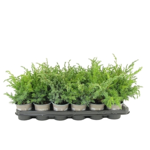 Juniperus squamata Blue Swede