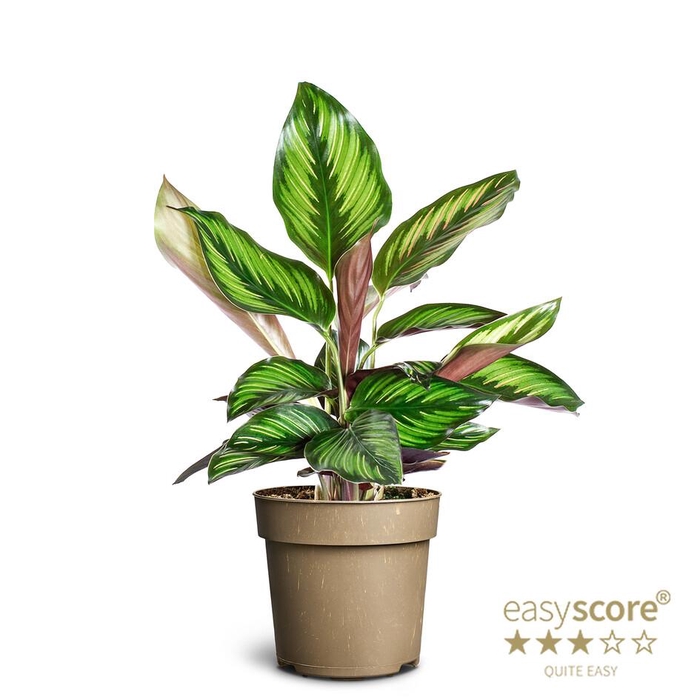 <h4>CALATHEA ORNATA</h4>
