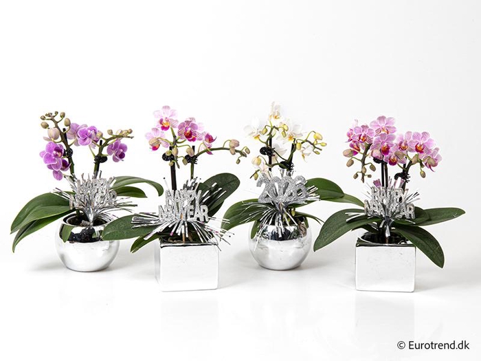 <h4>PHALAENOPSIS-HYBRID</h4>