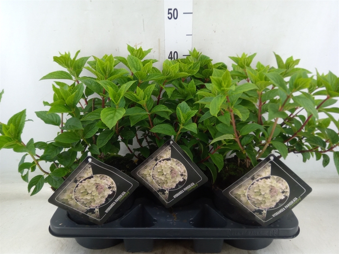 <h4>Hydrangea pan.</h4>