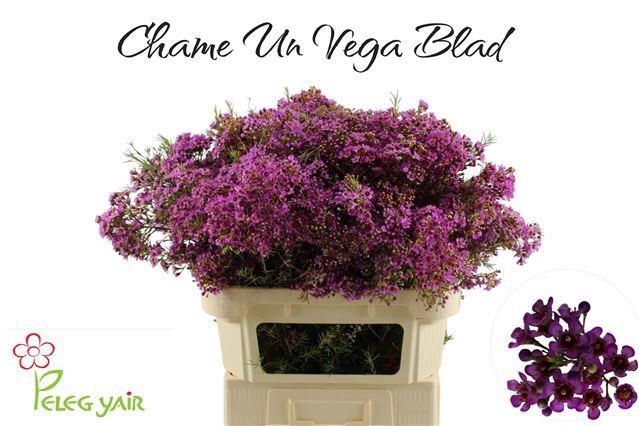 <h4>CHAME UN VEGA BLAD</h4>