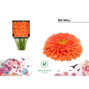 Gerbera Pomponi Big Wall Diamond Per Kaart