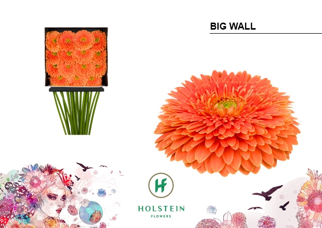 <h4>Gerbera Pomponi Big Wall Diamond Per Kaart</h4>