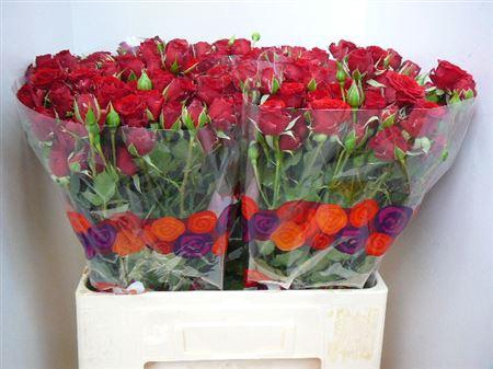 <h4>R Tr Mirabel</h4>