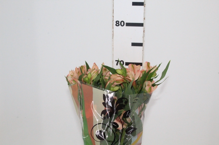 <h4>ALSTROEMERIA CANYON 070 CM</h4>